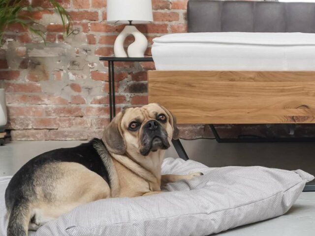 Hund auf dem Orthoganic Pet Tierkissen, Hundekissen, Katzenbett, Hundebett Tierbett