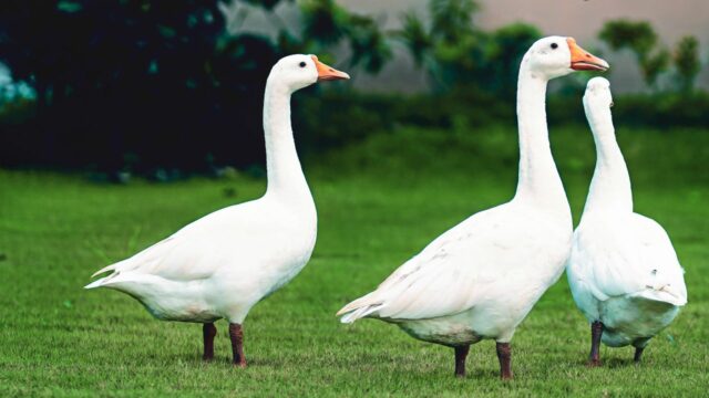 Gänse auf der Wiese